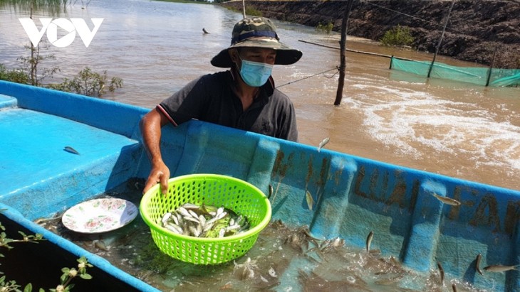 Крестьяне в провинции Донгтхап применяют модель рисоводства в сочетании с рыбным хозяйством - ảnh 1