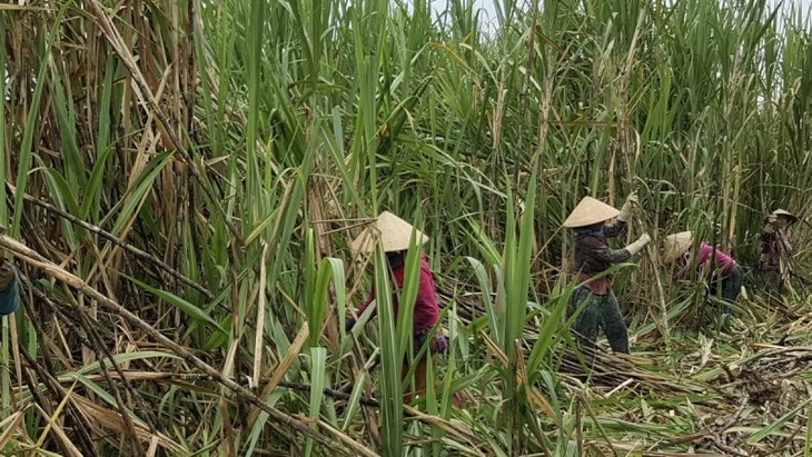 В провинции Хаузянг крестьяне получили хороший урожай сахарного тростника - ảnh 2