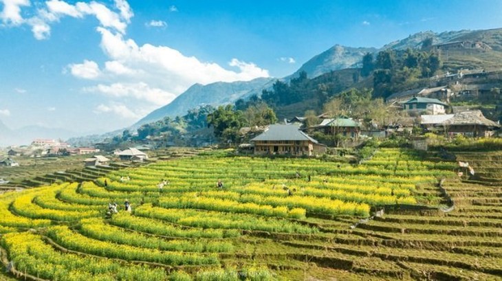 В провинции Лаокай развивают сельскохозяйственный туризм - ảnh 2