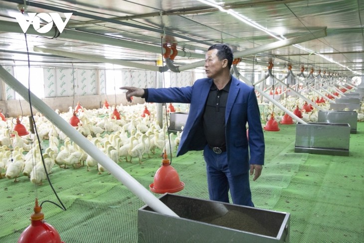 Крестьяне провинции Куангнинь зарабатывают миллиарды донгов благодаря цифровой трансформации животноводства - ảnh 1