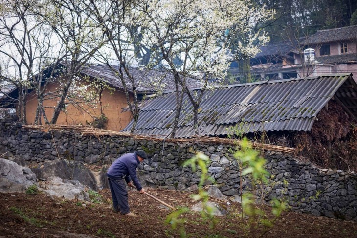 Красота каменного плоскогорья Донгван в провинции Хазянг  - ảnh 11