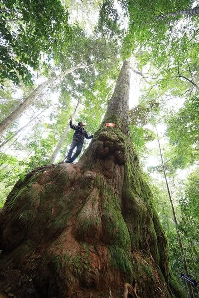 Уезд Тэйзянг провинции Куангнам сохраняет и развивает леса в сочетании с обеспечением средств к существованию местных жителей - ảnh 3