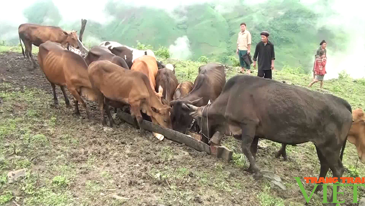 Ликвидация голода и бедности в горном уезде Бакйен, провинция Шонла - ảnh 1