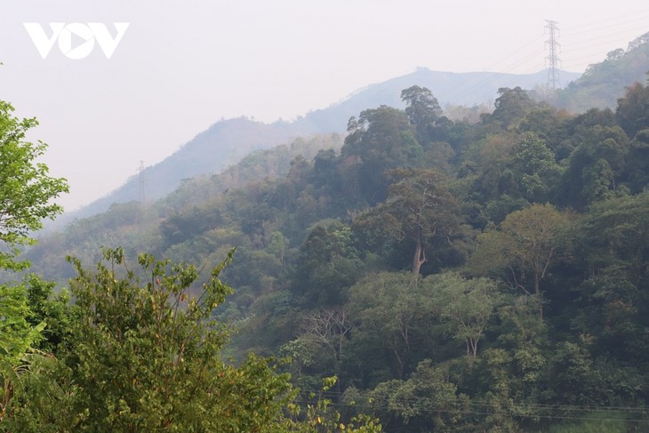 Сохранение и развитие исторические ценностей леса имени генерала Во Нгуен Зяпа - ảnh 1
