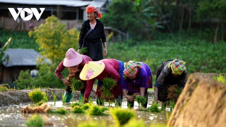 Мукангтяй в сезон паводков - гохуа на высокогорном районе западной части Северного Вьетнама  - ảnh 2