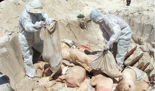 FAO khuyến nghị Việt Nam nên ban bố tình trạng khẩn cấp Quốc gia về dịch tả lợn châu Phi - ảnh 1