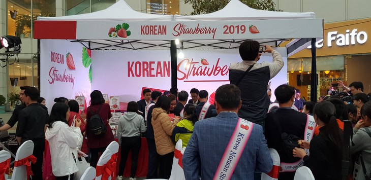 Festival dâu tây Hàn Quốc tại Hà Nội - ảnh 1