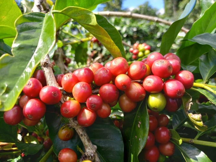 Chuỗi cung ứng café bền vững ở Hướng Hóa – Những khởi sắc mới - ảnh 1