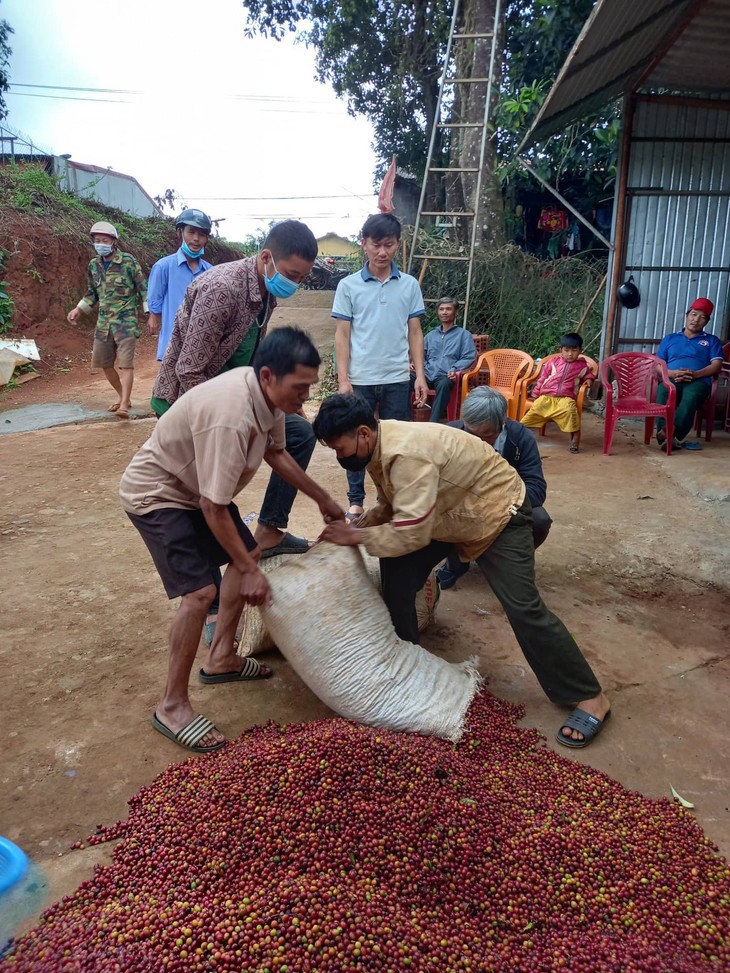 Chuỗi cung ứng café bền vững ở Hướng Hóa – Những khởi sắc mới - ảnh 5