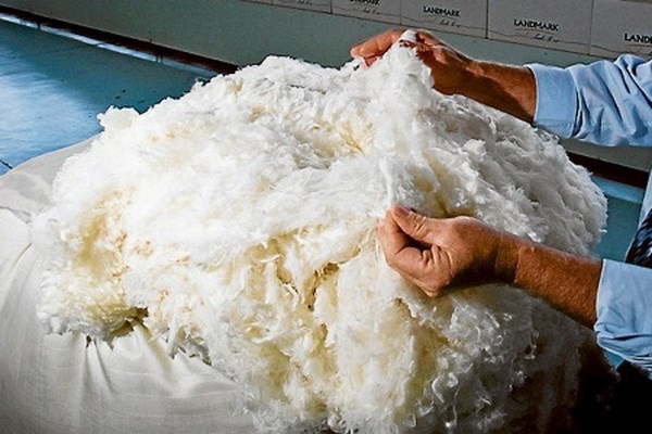 Австралия расширяет экспорт шерсти на вьетнамский рынок - ảnh 1