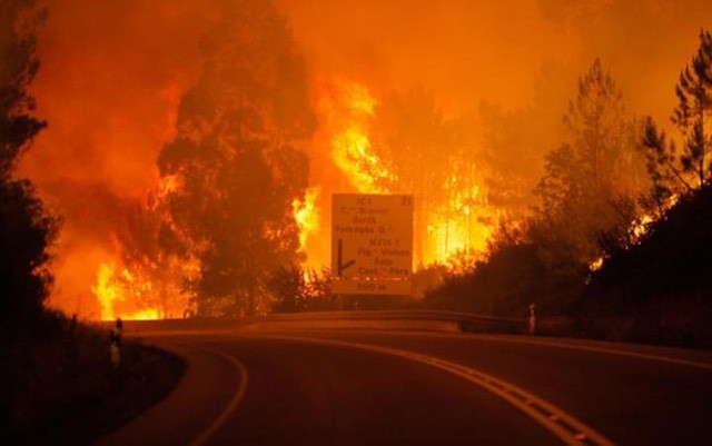 Президент СРВ направил португальскому коллеге телеграмму с соболезнованиями в связи с лесным пожаром - ảnh 1