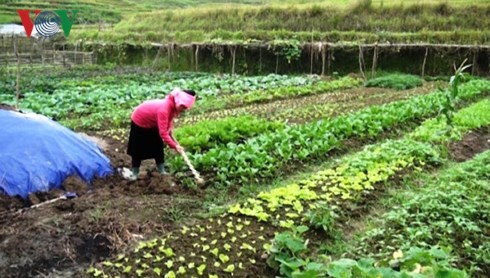 Хоанг Тхи Кан успешно ведёт семейное хозяйство несмотря на многочисленные трудности  - ảnh 1