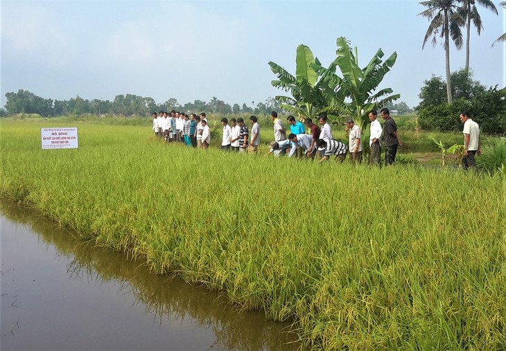 Провинция Камау развивает производство экологически чистого риса - ảnh 1