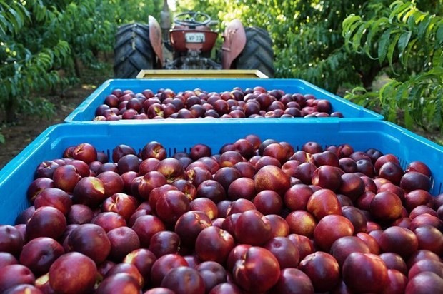 Австралия планирует экспортировать в экспериментальном режиме персики и нектарины во Вьетнам  - ảnh 1