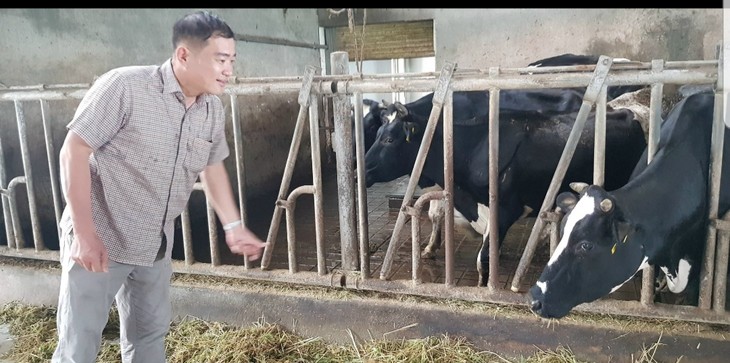 Молочная ферма «Тан Тай Лок» в общине Дайтам провинции Шокчанг - ảnh 1
