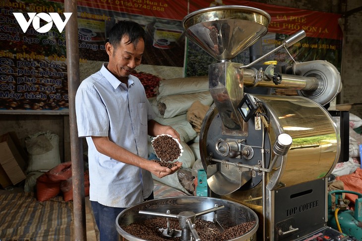 Крестьяне провинции Шонла стали миллионерами за счет выращивания кофе - ảnh 1