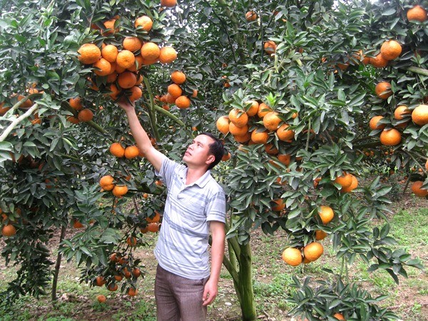 河江省光平县采用越南良好农业规范认证标准可持续发展橙子种植 - ảnh 1
