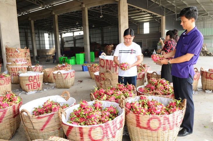 ជំរុញការនាំចេញកសិផលជាផ្លូវការទៅកាន់ទីផ្សារចិន - ảnh 2