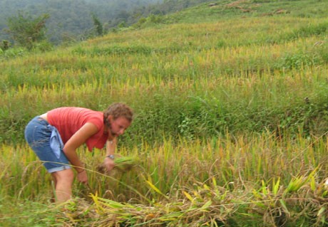 Một ngày gặt lúa ở Tả Phìn, Sa Pa - ảnh 2