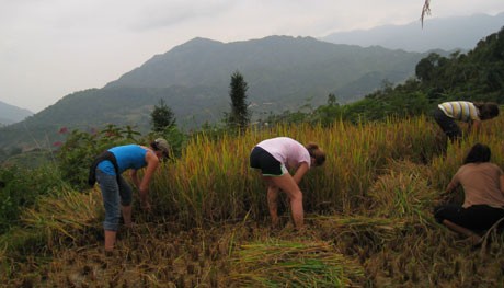 Một ngày gặt lúa ở Tả Phìn, Sa Pa - ảnh 1