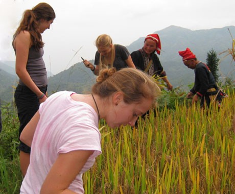 Một ngày gặt lúa ở Tả Phìn, Sa Pa - ảnh 3