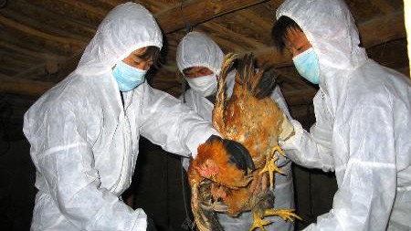 Triển khai biện pháp ngăn chặn dịch cúm gia cầm H7N9 - ảnh 1