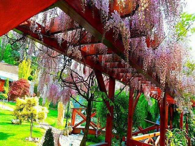 Vườn hoa tuyệt đẹp của người Việt tại Praha - ảnh 7