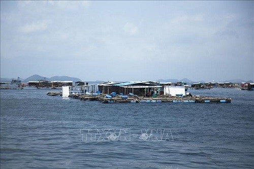 Hiệp hội nuôi biển Việt Nam: Tập hợp sức mạnh đa ngành phát triển kinh tế biển  - ảnh 1