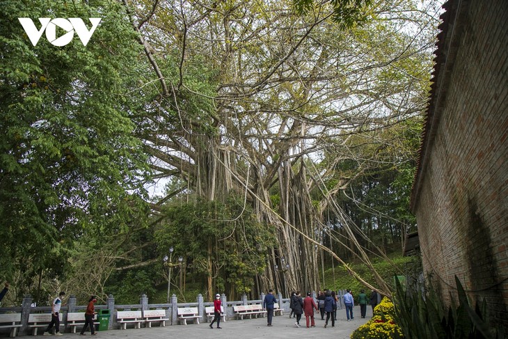 Vẻ đẹp của cây đa cổ khổng lồ có tuổi đời trên 300 năm tuổi - ảnh 15