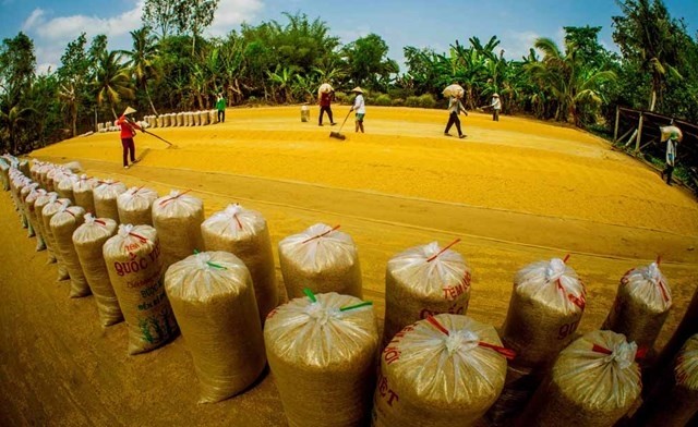 Đảm bảo an ninh lương thực, thúc đẩy sản xuất, xuất khẩu gạo bền vững - ảnh 1