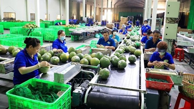 New record set in fruit, vegetable exports - ảnh 1