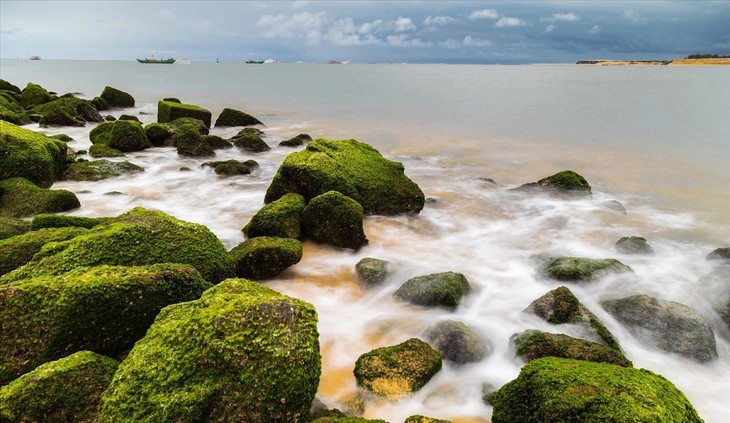 Quang Tri eyes sale of carbon credits stored in seagrasses - ảnh 1