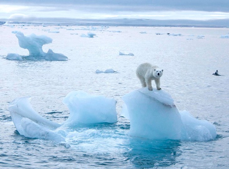 На Северном полюсе самая высокая температура за последние 115 лет - ảnh 1