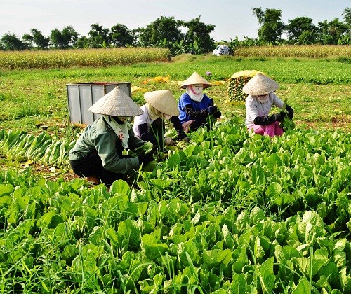 Устойчивая ликвидация бедности и осуществление Целей развития тысячелетия во Вьетнаме - ảnh 1