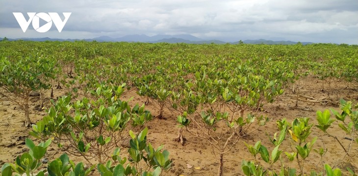 Восстановление мангрового леса Донгруй в провинции Куангнинь - ảnh 1