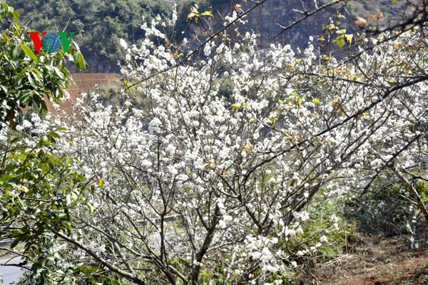 ดอกพลัมสีขาวของป่าในเขตตะวันตกเฉียงเหนือเวียดนาม - ảnh 8