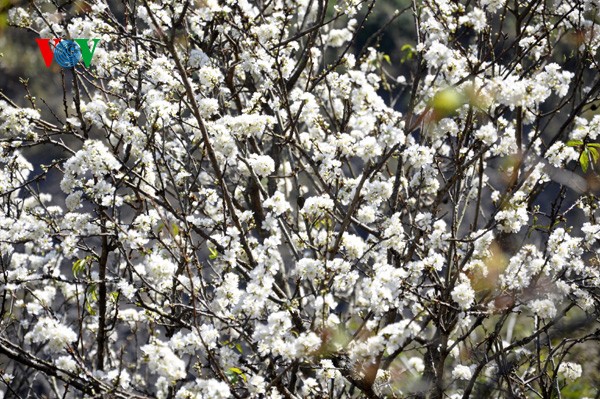 ดอกพลัมสีขาวของป่าในเขตตะวันตกเฉียงเหนือเวียดนาม - ảnh 9