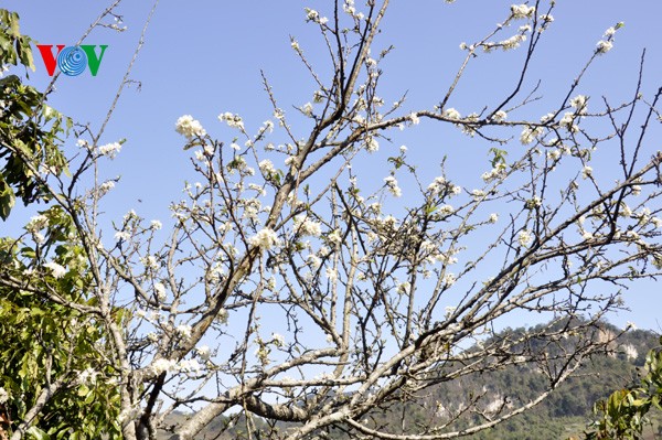 ดอกพลัมสีขาวของป่าในเขตตะวันตกเฉียงเหนือเวียดนาม - ảnh 10
