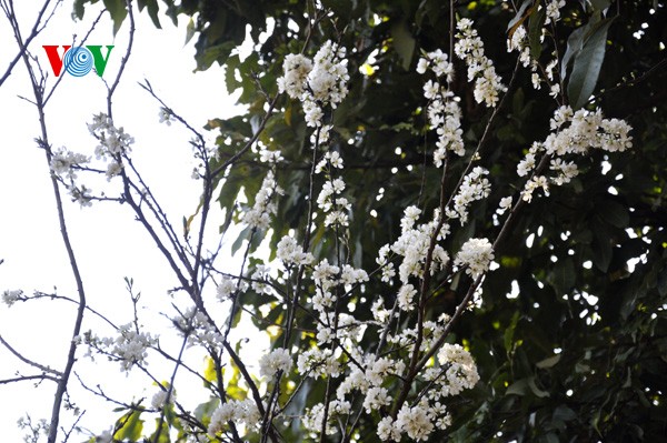 ดอกพลัมสีขาวของป่าในเขตตะวันตกเฉียงเหนือเวียดนาม - ảnh 11