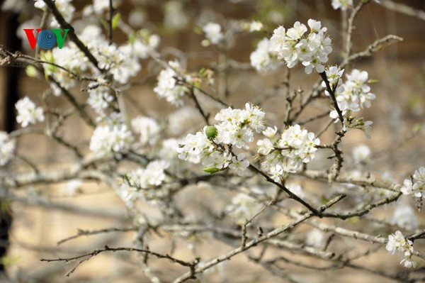 ดอกพลัมสีขาวของป่าในเขตตะวันตกเฉียงเหนือเวียดนาม - ảnh 12