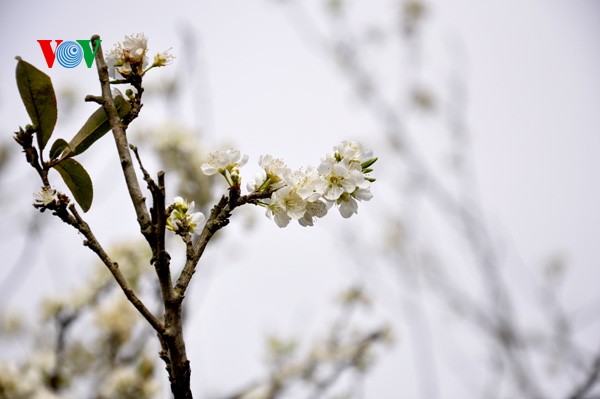 ดอกพลัมสีขาวของป่าในเขตตะวันตกเฉียงเหนือเวียดนาม - ảnh 14