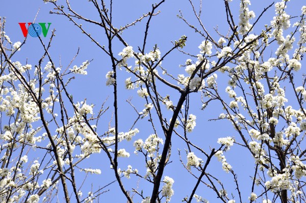 ดอกพลัมสีขาวของป่าในเขตตะวันตกเฉียงเหนือเวียดนาม - ảnh 3