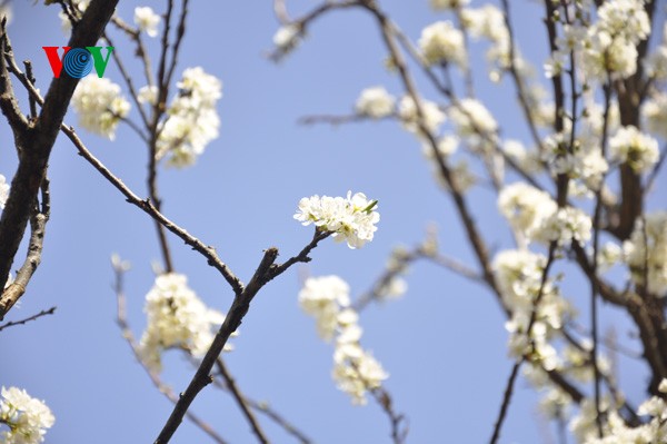ดอกพลัมสีขาวของป่าในเขตตะวันตกเฉียงเหนือเวียดนาม - ảnh 4