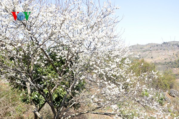 ดอกพลัมสีขาวของป่าในเขตตะวันตกเฉียงเหนือเวียดนาม - ảnh 5