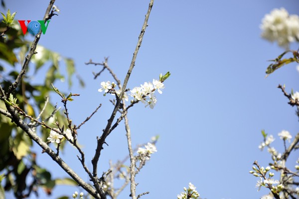 ดอกพลัมสีขาวของป่าในเขตตะวันตกเฉียงเหนือเวียดนาม - ảnh 6