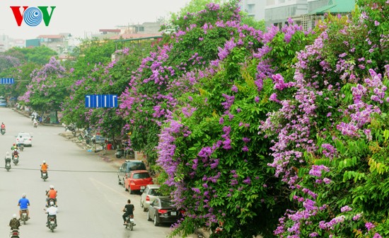 ภาพดอกตะแบกที่สวยงามในกรุงฮานอย - ảnh 1
