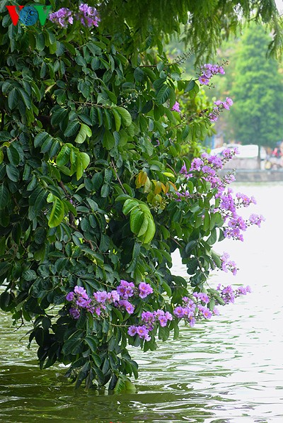 ภาพดอกตะแบกที่สวยงามในกรุงฮานอย - ảnh 10