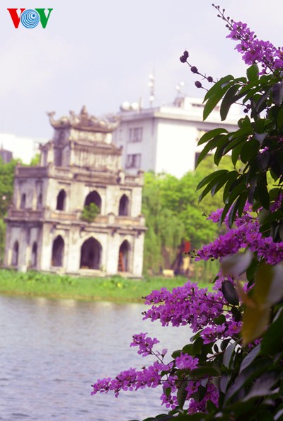 ภาพดอกตะแบกที่สวยงามในกรุงฮานอย - ảnh 11