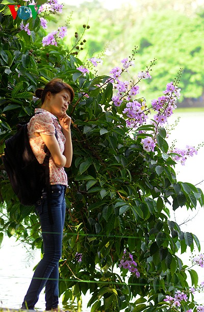 ภาพดอกตะแบกที่สวยงามในกรุงฮานอย - ảnh 12