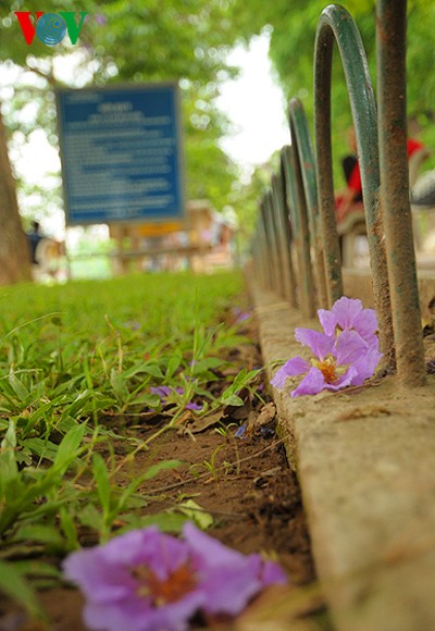 ภาพดอกตะแบกที่สวยงามในกรุงฮานอย - ảnh 15
